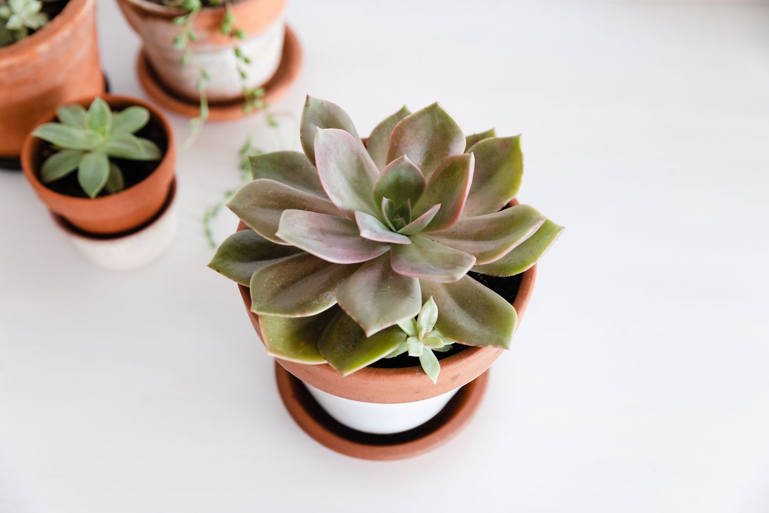 The Ultimate Guide To Repotting Succulents: When And How To Water For Optimal Growth
