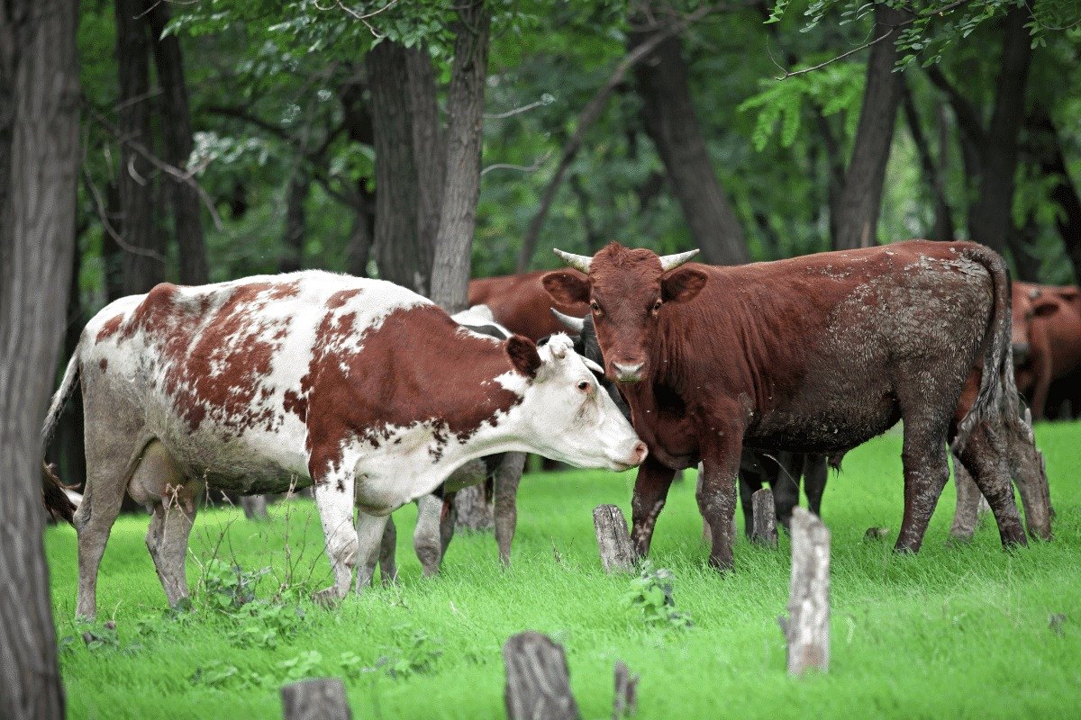 The Ultimate Guide To Understanding Cows, Bulls, Steers, And Oxen