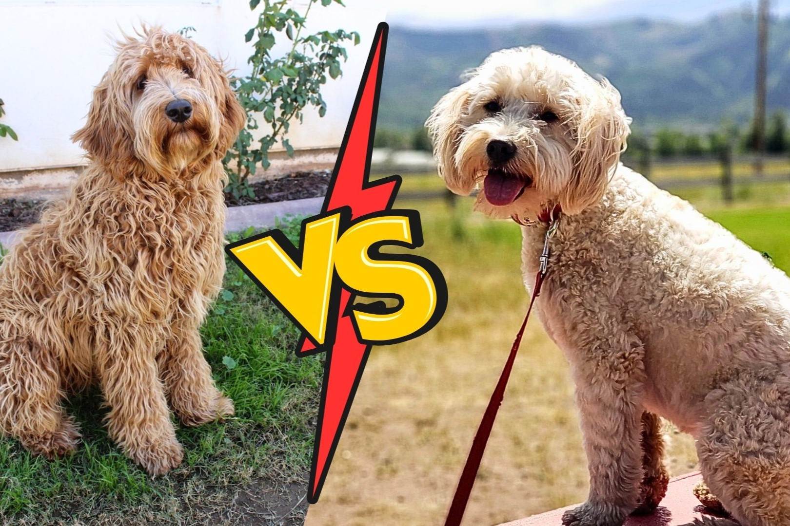 The Ultimate Showdown: Goldendoodle Vs. Labradoodle – Which Reigns Supreme?