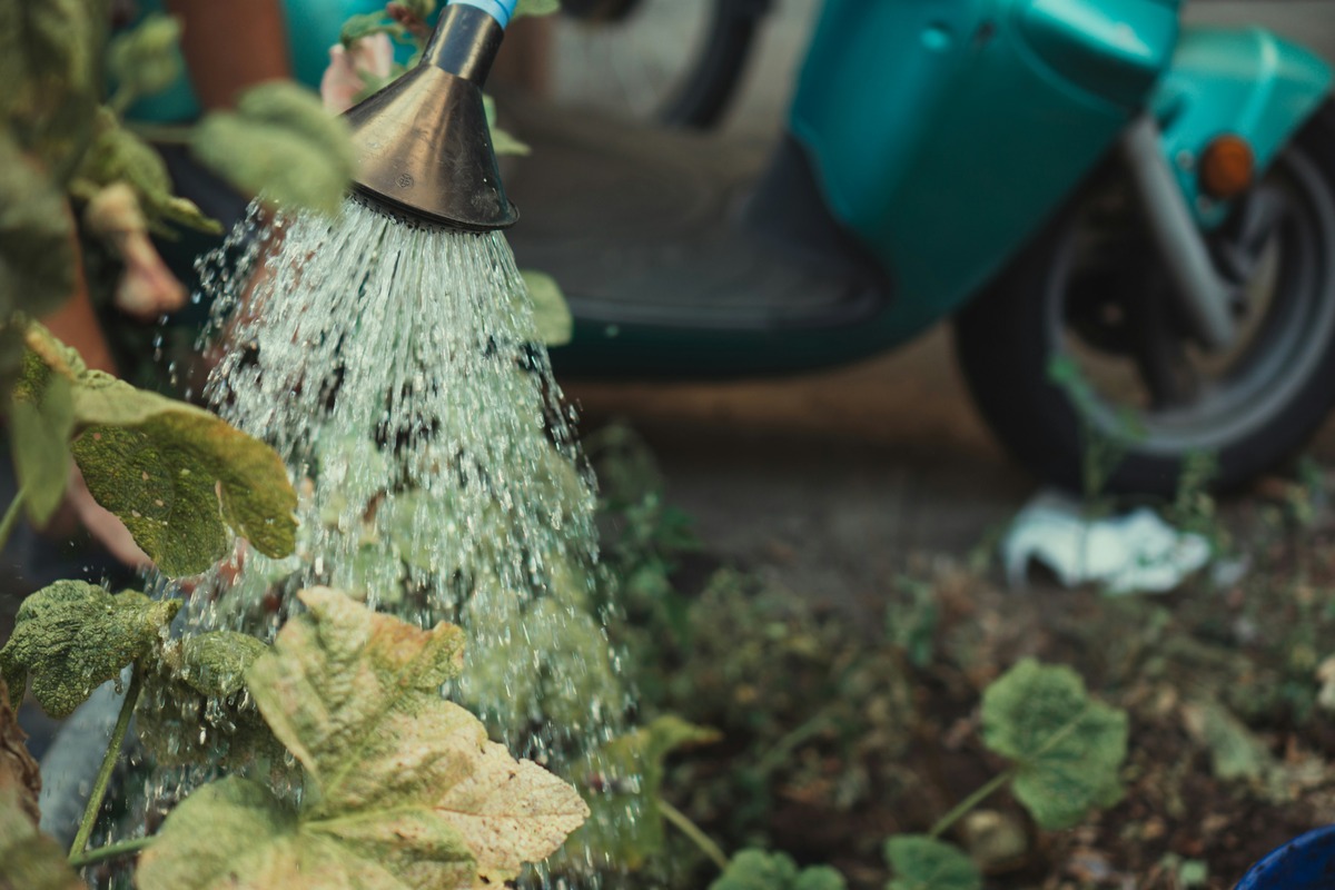 The Worst Time To Water Plants: Avoid These Mistakes