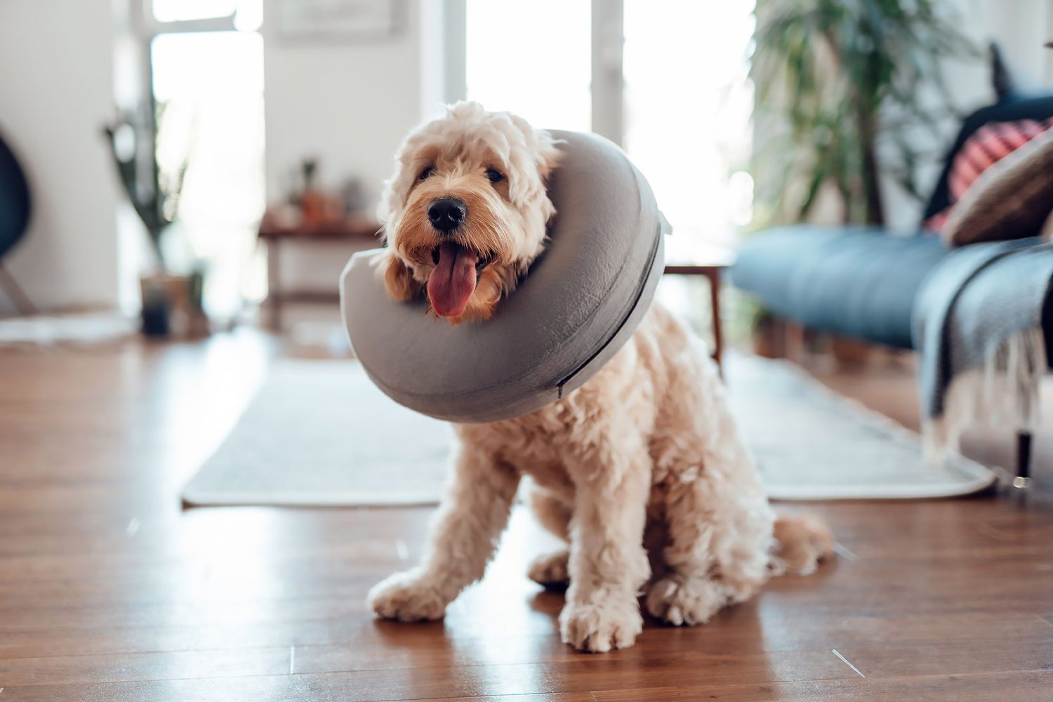 This Surprising Behavior Change In Dogs After Spaying Will Leave You Speechless!