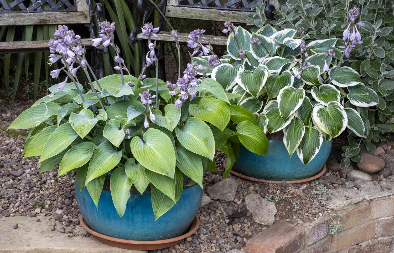 Tips For Caring For Hostas In Containers