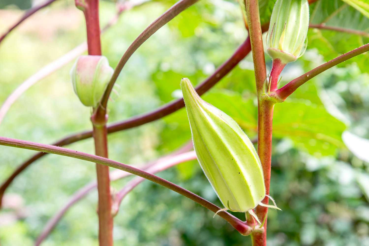 Tips For Successfully Growing Okra In Containers