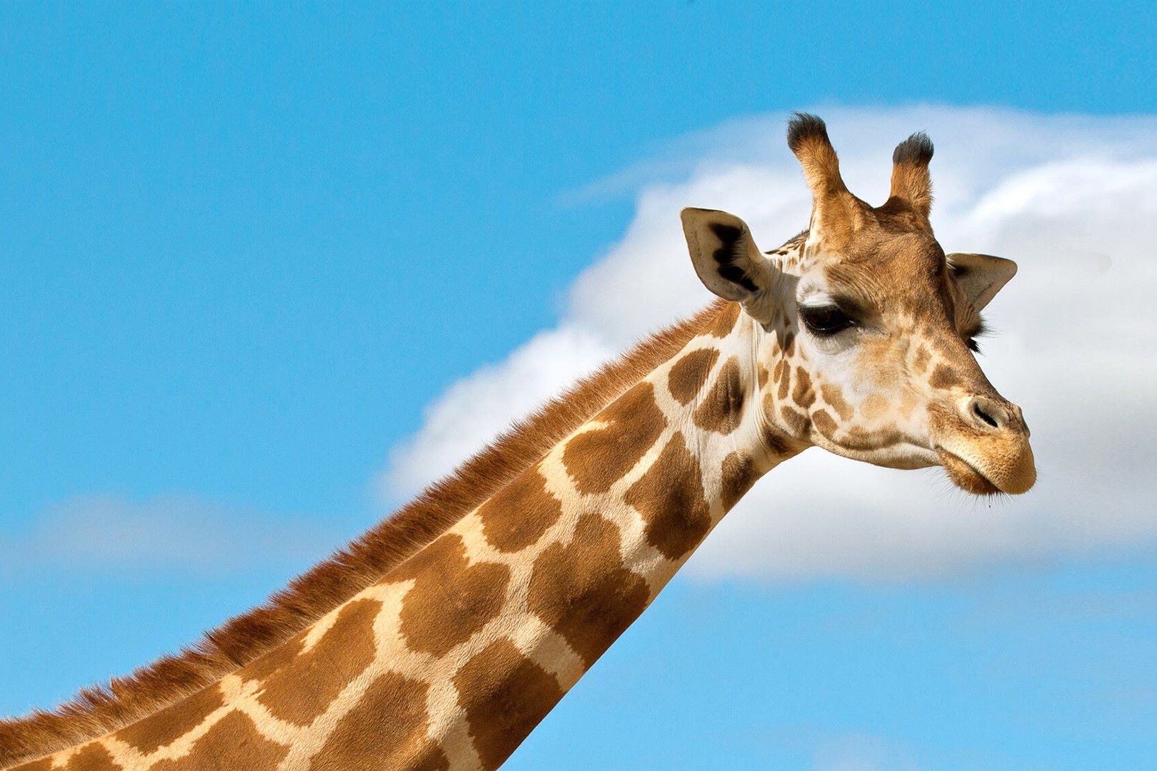 Unbelievable! Discover The Surprising Sounds Giraffes Make!
