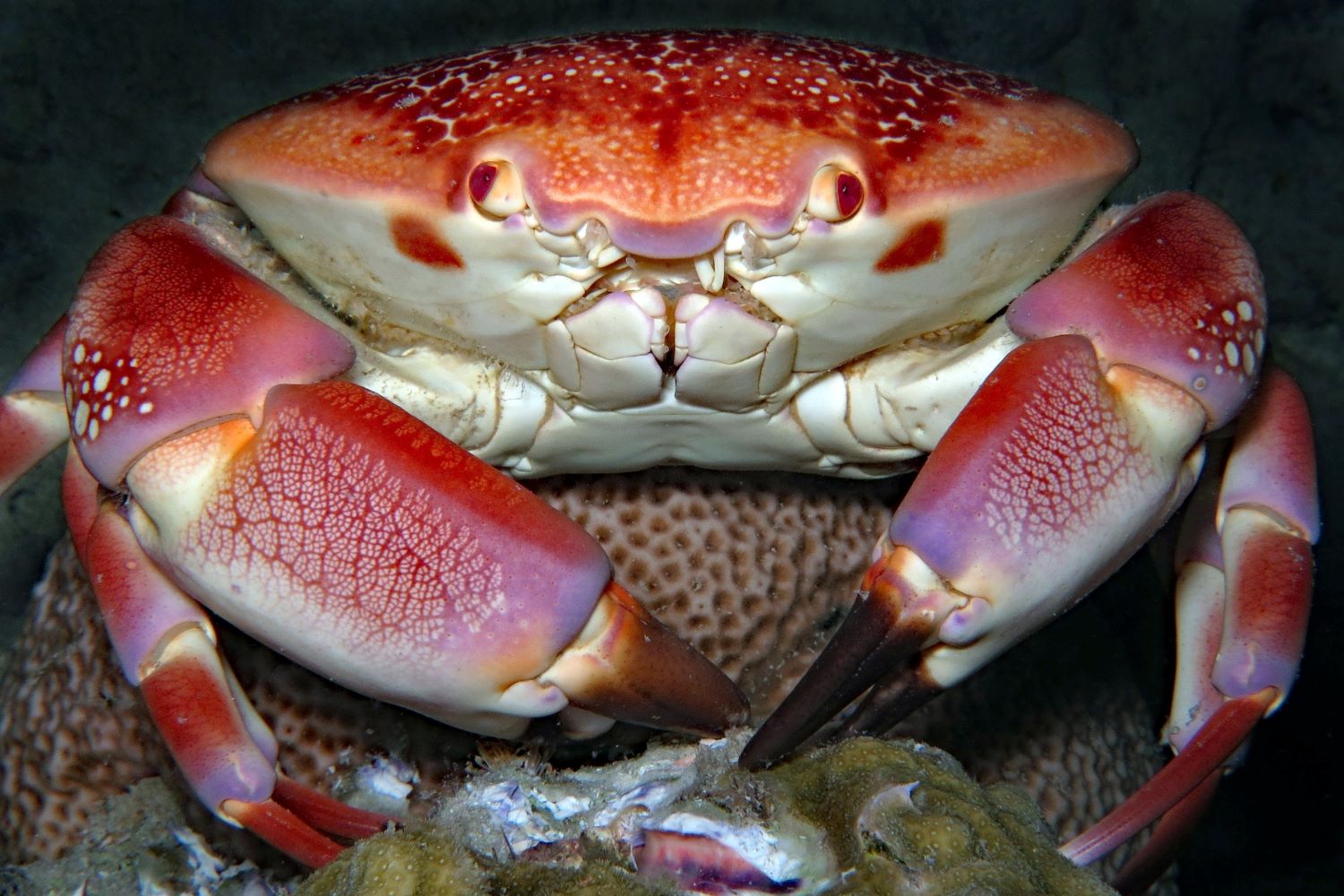 Unbelievable Results: Teaching Crabs To Read Leads To Unexpected Consequences
