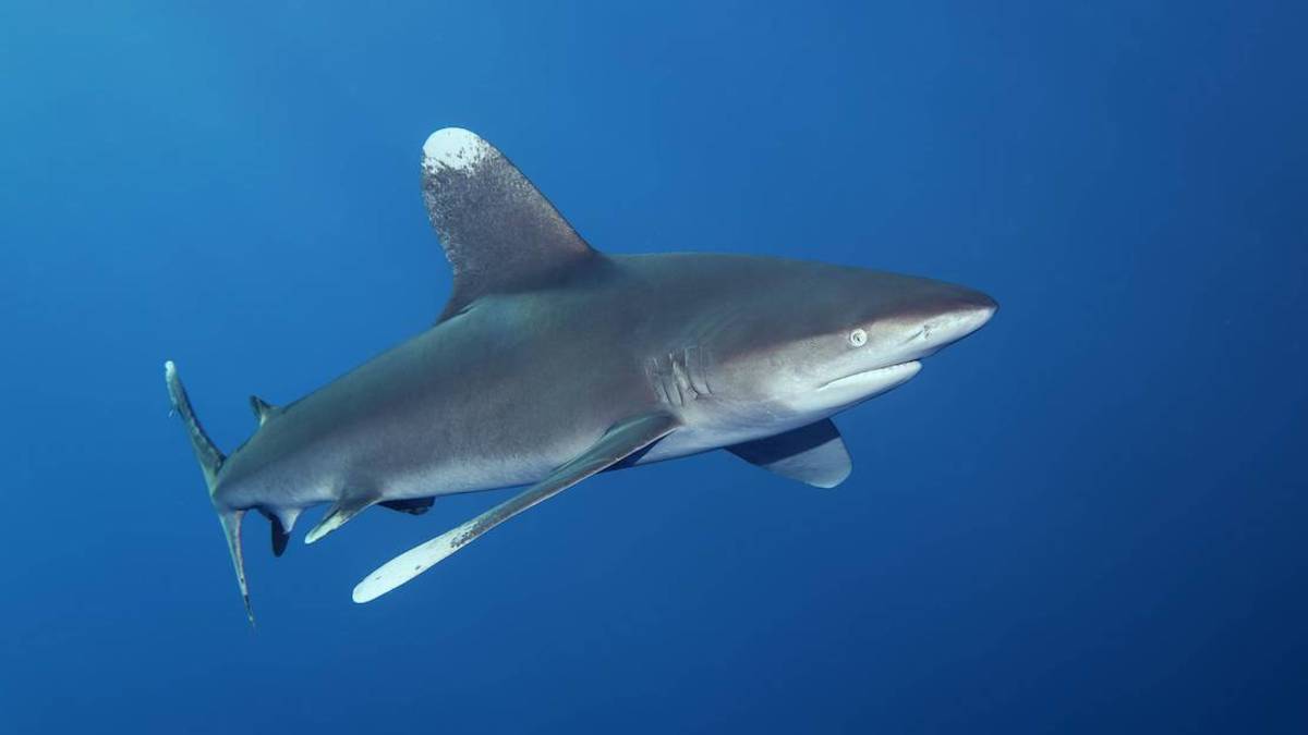 Unbelievable Sightings: Florida’s Summer Shark Population Will Leave You Speechless!