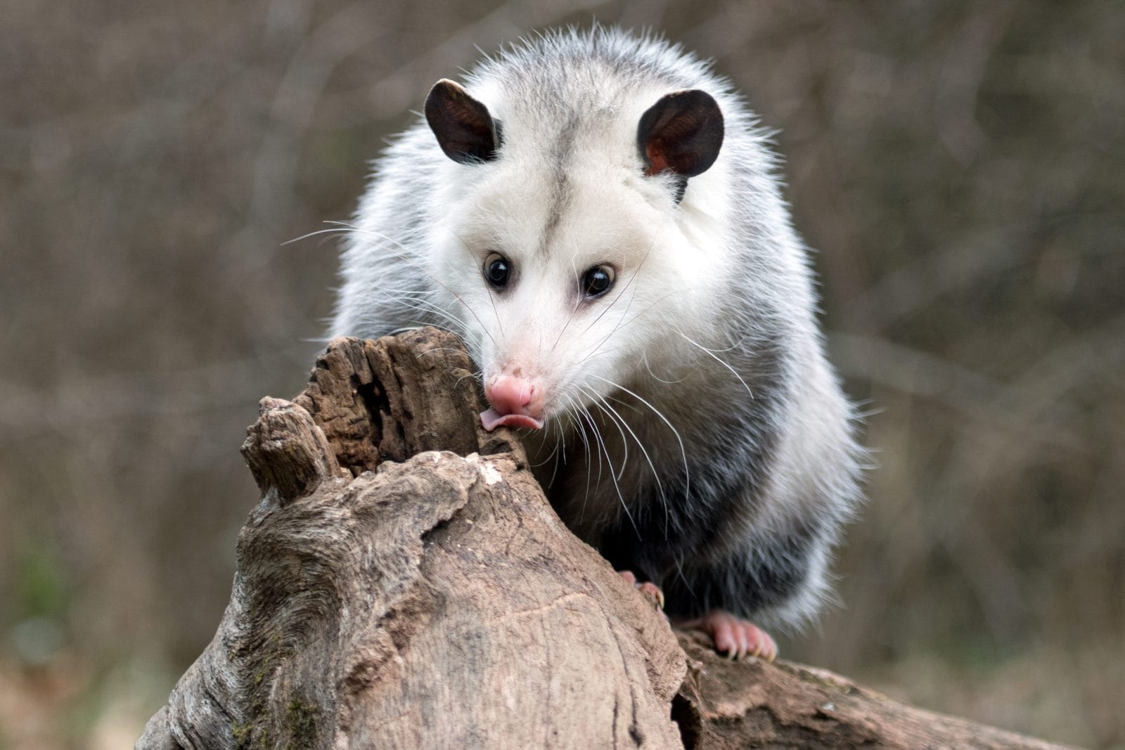 Uncover The Surprising Flavor Of Possum And Discover The Perfect Cooking Techniques