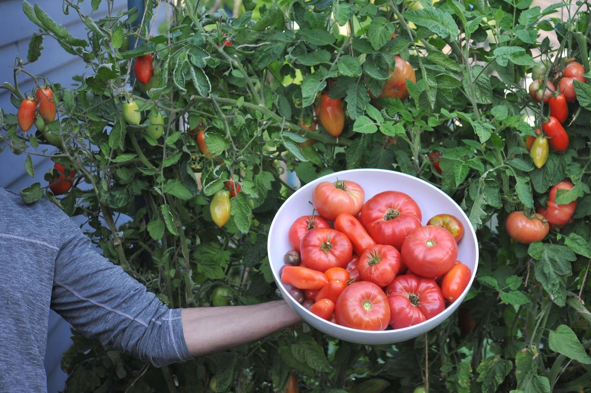 Unlock The Secret To Bountiful Tomato Harvests With Tomato Cages!