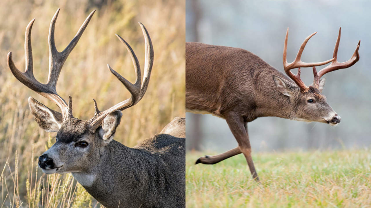 Unveiling The Mysteries: Browtine Vs. Drop Tine In Hunting