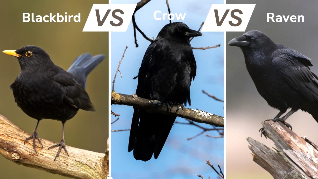 Unveiling The Surprising Distinctions Among Crows, Ravens, And Blackbirds
