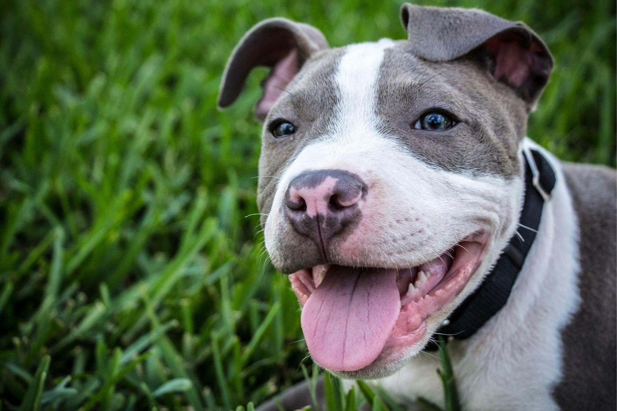 Unveiling The Surprising Price Tag Of American Pit Bull Terrier Puppies From Breeders