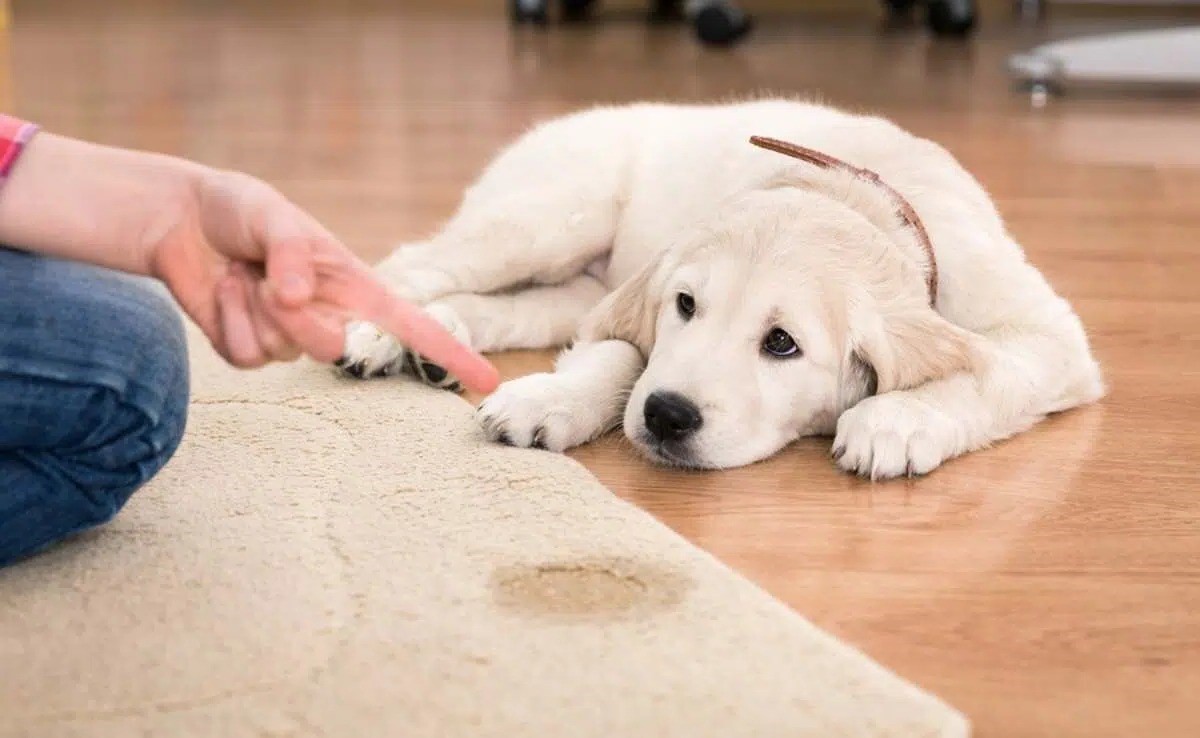 How To Clean Dog Poop Out Of Carpet
