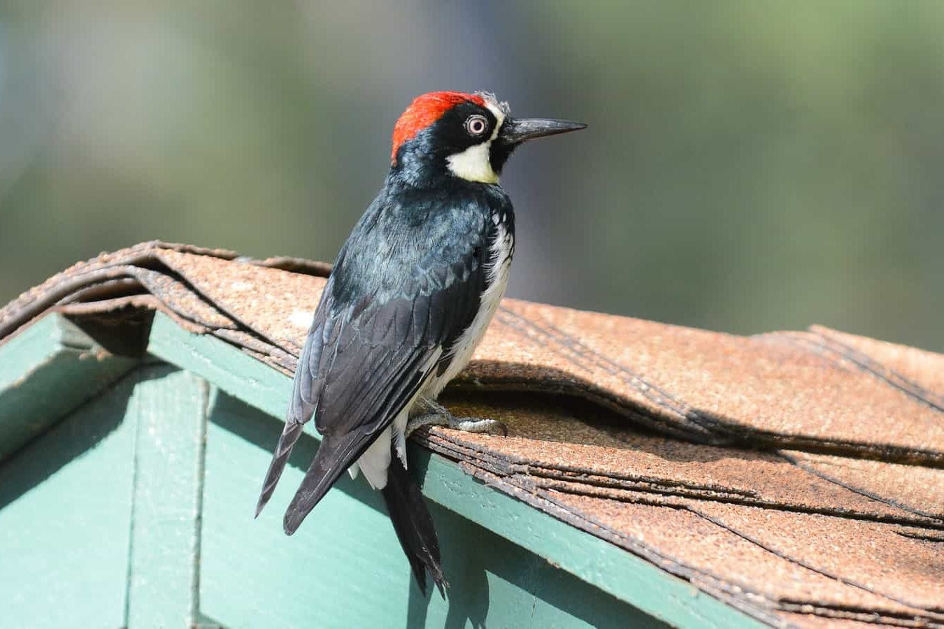 How To Effectively Deter Woodpeckers From Damaging Your Property