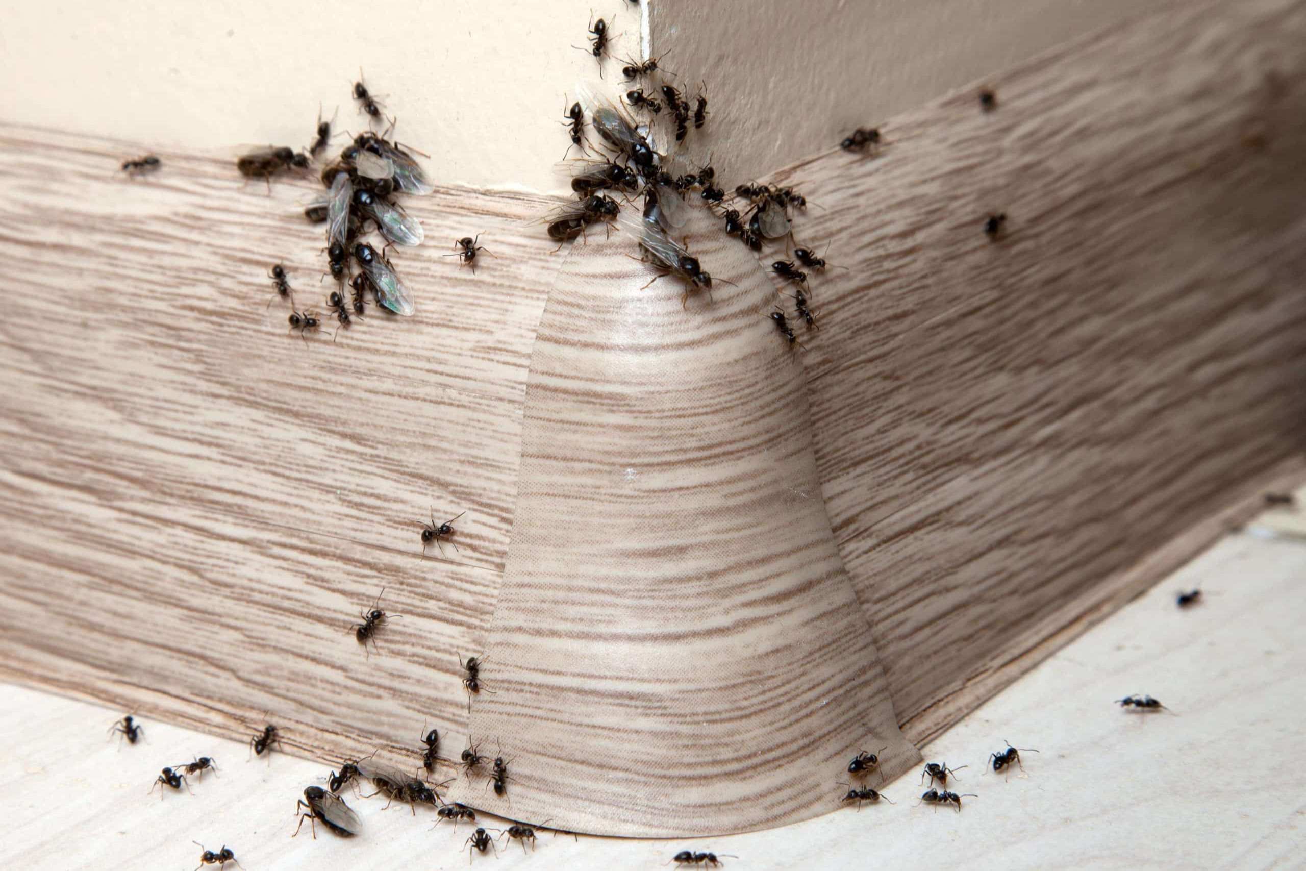 How To Get Rid Of Ants