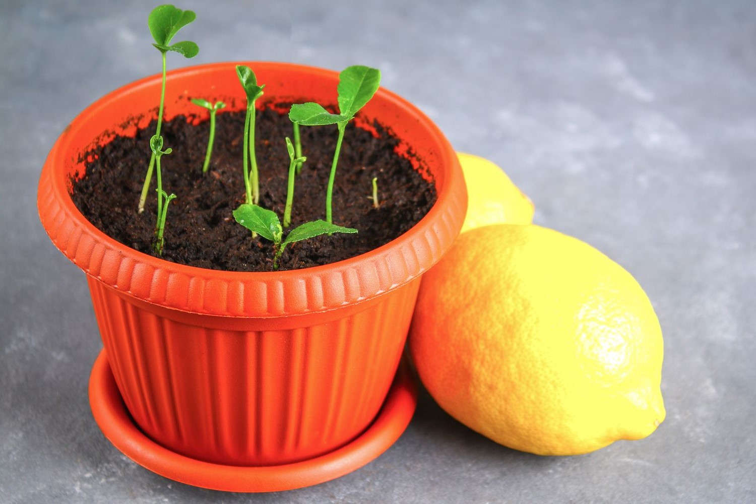 How To Plant Lemon Seeds