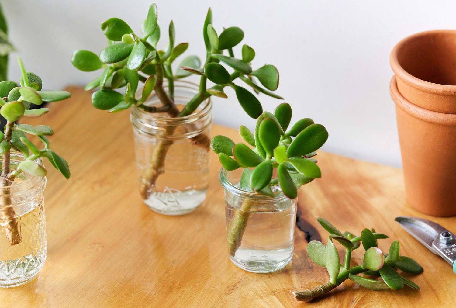 How To Propagate Jade Plants