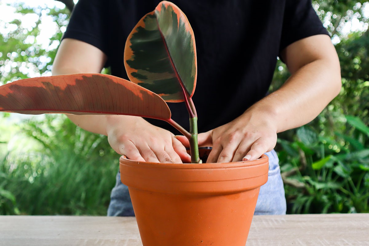How To Propagate Rubber Plant