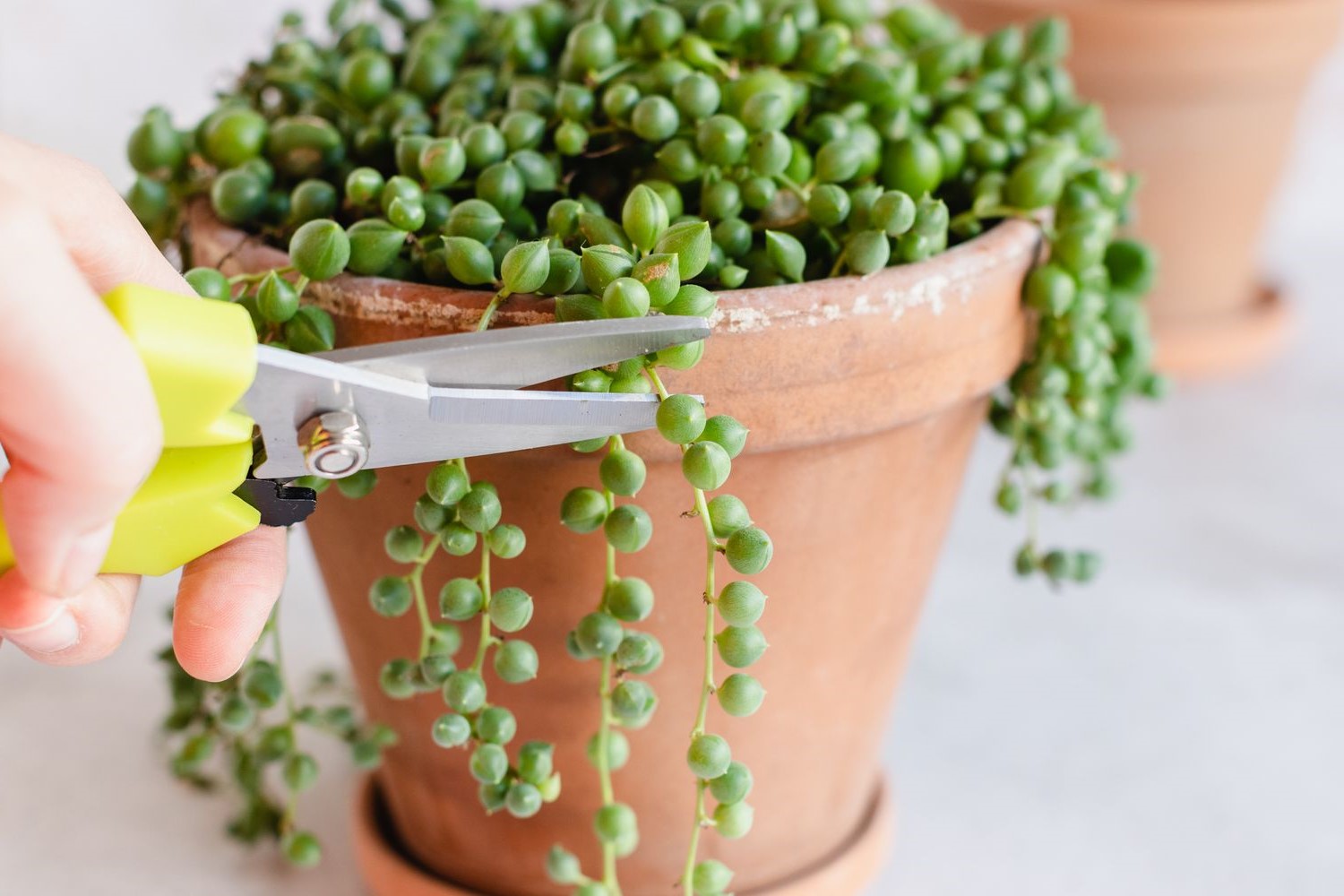 How To Propagate String Of Pearls