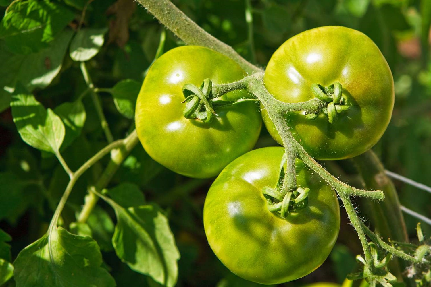 How To Ripen Green Tomatoes