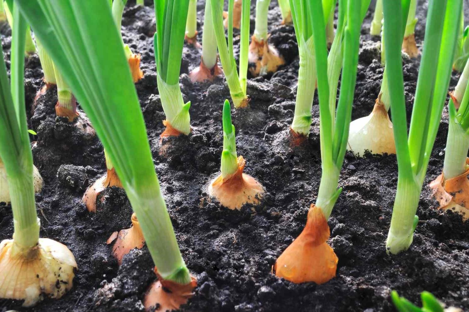 How To Successfully Grow Onions